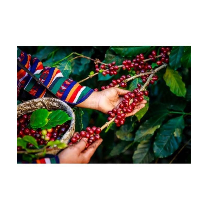 Café de Colombie Excelso moulu